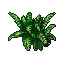 Small Fern.gif