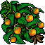 Orange Tree.gif