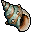 Conch Shell.gif