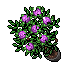 Pink Roses.gif