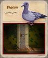 Pigeon
