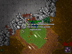 Coletando as Purple Nightshade Blossoms