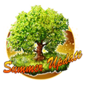 Summer Tree.png